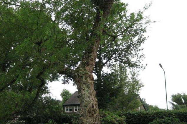 verwijderen van bomen in Riel en Chaam